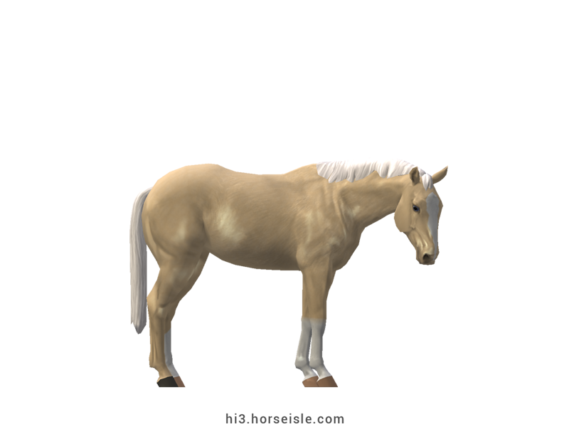 Appendix Horse Blonde Palomino Coat